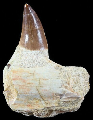 Mosasaur (Prognathodon) Jaw Section With Tooth #50493